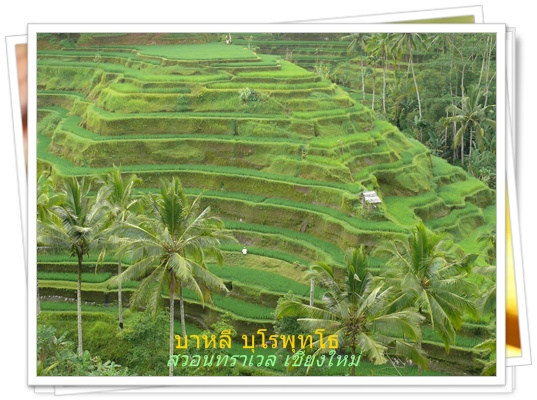 นาขั้นบันได บาหลี สวอนทราเวล 053-218192 www.takethaitour.com