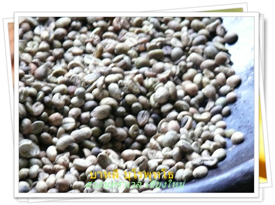 กาแฟชะมด บาหลี สวอนทราเวล นำเที่ยวต่างประเทศ 053-218192 www.takethaitour.com